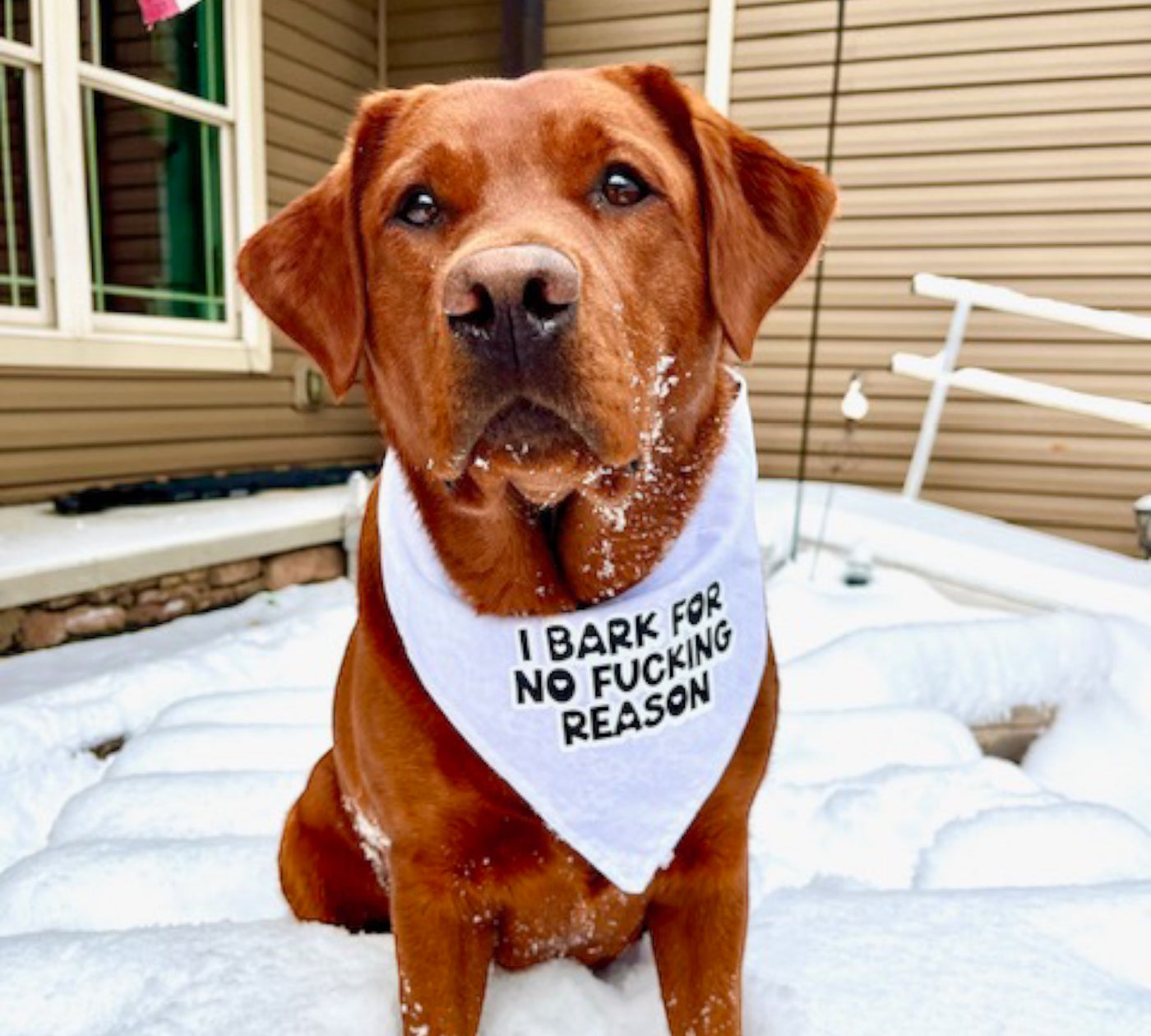 I bark for no fucking reason Adjustable Bandana