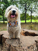Small white dog wearing a bow tie. “Barky little fucker”
Written on the badge. 