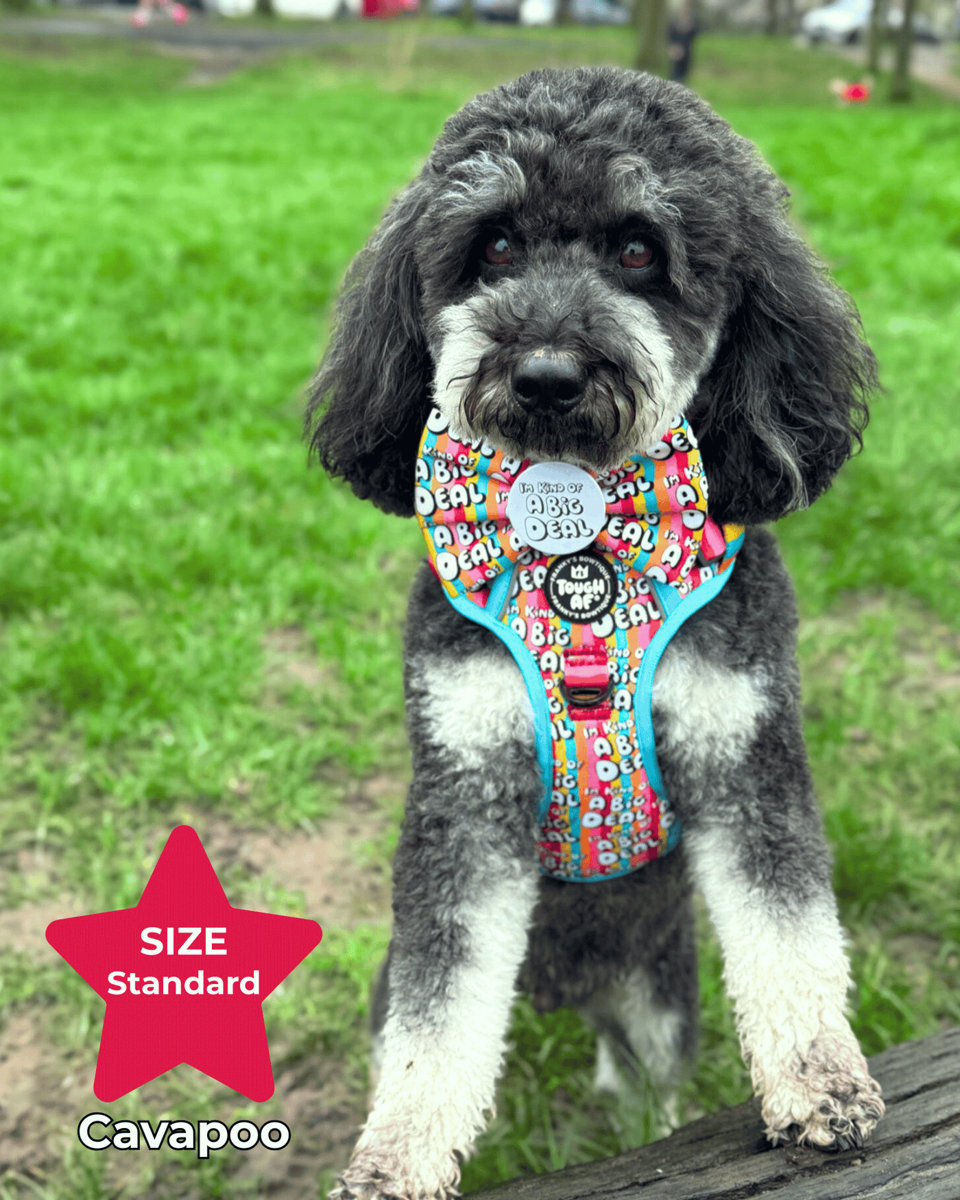 Here to fck sht up Badge Bow® for dogs | Franky's Bowtique