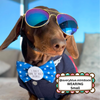 I only bark at ugly people Badge Bow®