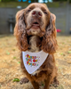 Spaniel dog wearing a medium, white bandana that says “ FRESH OUT OF FUCKS” In colour text
