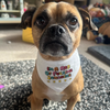 A small pug X dog wearing a small bandana that says “I’m a ray of fucking sunshine” in colourful font