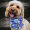 A close up of a cocapoo wearing a purple Halloween pet bow tie with a white circular badge that reads 'Spooky Little fucker.' The dog is outdoors with a blurred natural background.