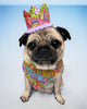 Pug wearing a colourful birthday crown and bandana on a light blue background